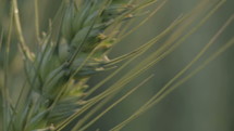 Close up on green wheat plant in the wind