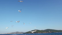 seagulls following a boat 