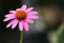 pink daisy 