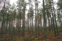 pine trees in a forest 