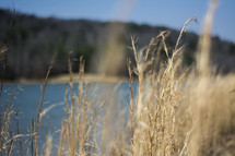 Dried grass on the shore of a lake.