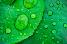 water droplets on green leaves 