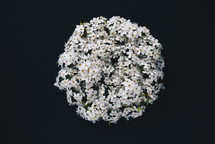 white spring blossoms on a black background 