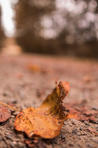 golden leaf on the ground 