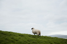 a sheep on hill 