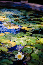 lily pads in a pond in Spain 