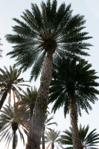 looking up to the tops of palm trees