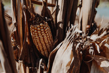 brown corn 
