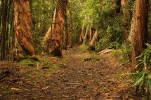trail and trees in a rain forest in Hawaii 