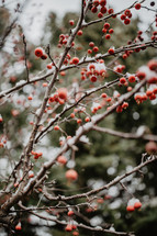 branches with snow and berries