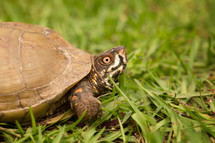 turtle in grass