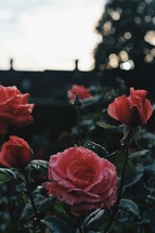 wet roses in a garden 