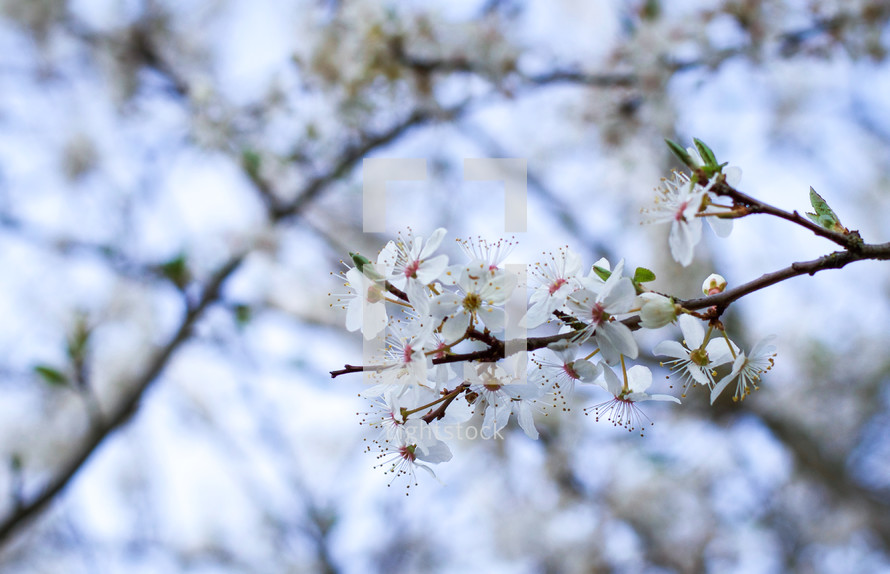 white spring blossoms on a tree