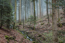 stream through a mountain forest 