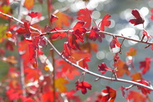 red fall leaves on a branch in bright sunshine