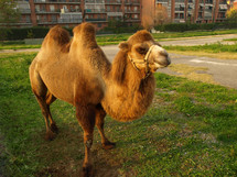 bactrian camel (scientific name Camelus bactrianus) of animal class Mammalia (mammals)