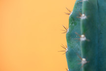 spine on a cactus 