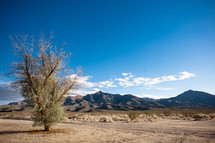 Desert tree, barren, lonely, mountains