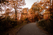paved path and autumn forest 