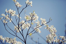 dogwood blossoms 