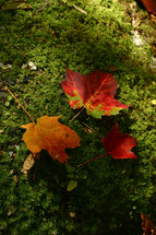 fall leaves on mossy ground 