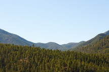 evergreen mountain forest 