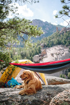 campsite with a tent, hammock, and golden retriever 