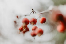 shallow focus berries with snow and branches