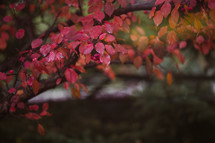 autumn leaves on tree in the rain