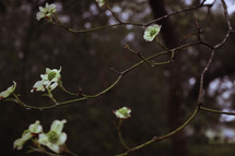 dogwood flowers on branches 