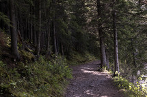 beautiful path through the forest