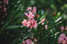 Pink flowers in summer