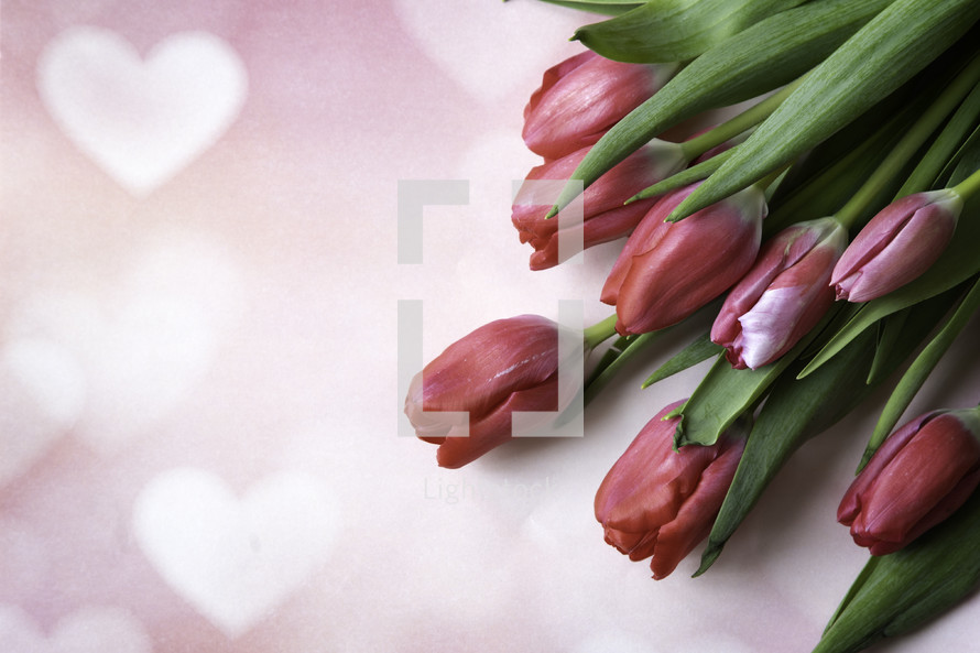 red tulips on heart pattern background 