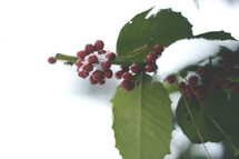 A branch of red berries in the snow.