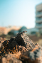 Small lizard sitting on a rock, wild desert reptile