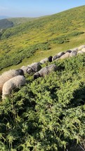 Flock of Sheep Graze in the High Mountains