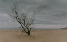 bare tree in a desert landscape 