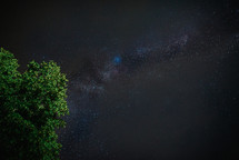 Tree and Milky Way galaxy