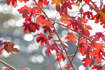 red leaves on branches in bright sunshine with bokeh in background