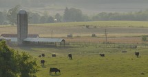 Cows Grazing on Beautiful Rural Farmland