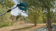 Pneumatic olive harvester shakes branches with olives