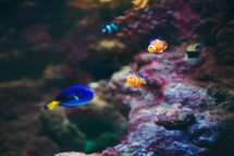 Clownfish in an ocean