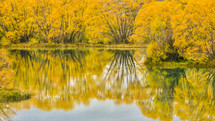 reflection of yellow fall leaves on lake water 