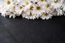 white daisies on a black background 