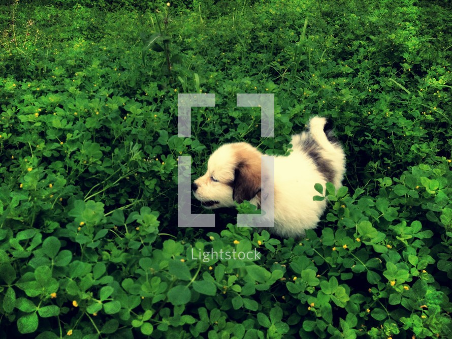 puppy in green field