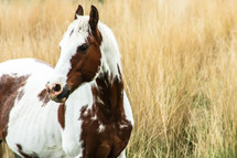 A brown and white horse in field