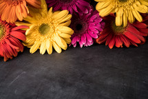 colorful gerber daisies on a black background 