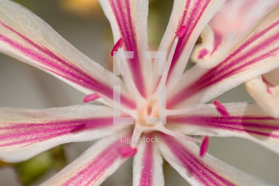 Close up of a pink and white flower