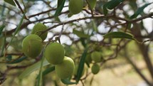 Ripe olive for oil production