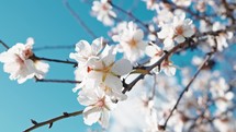 White flower on blossoming tree branch